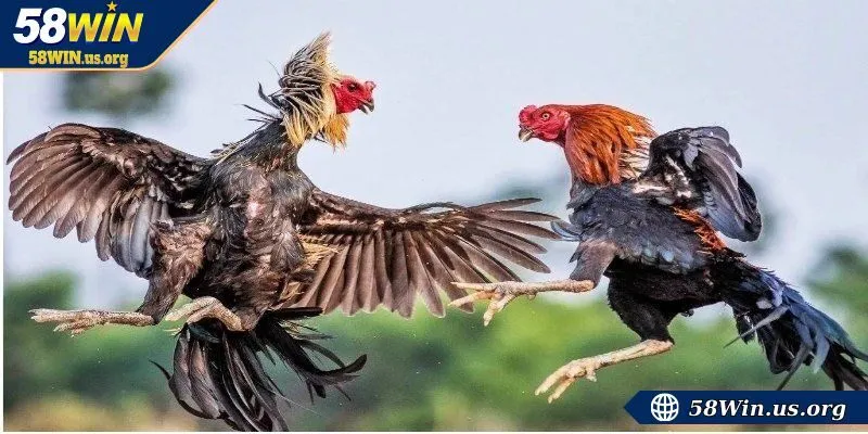 Cơ hội kiếm tiền khi tham gia cược tại nhà cái